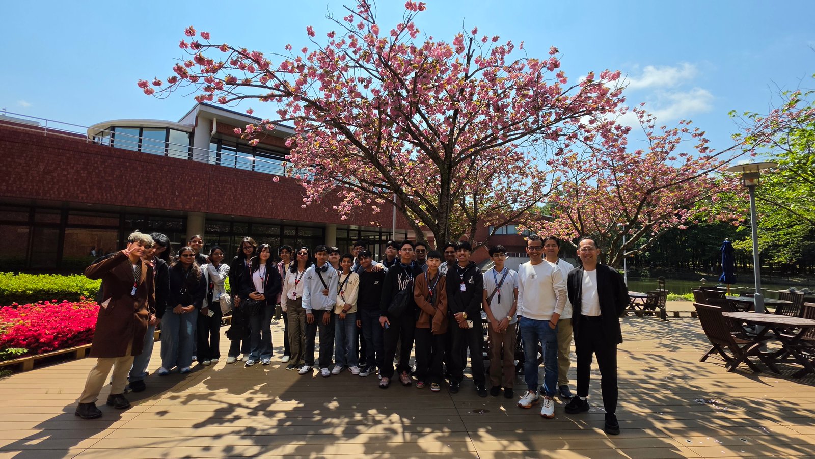 Cherry Blossom